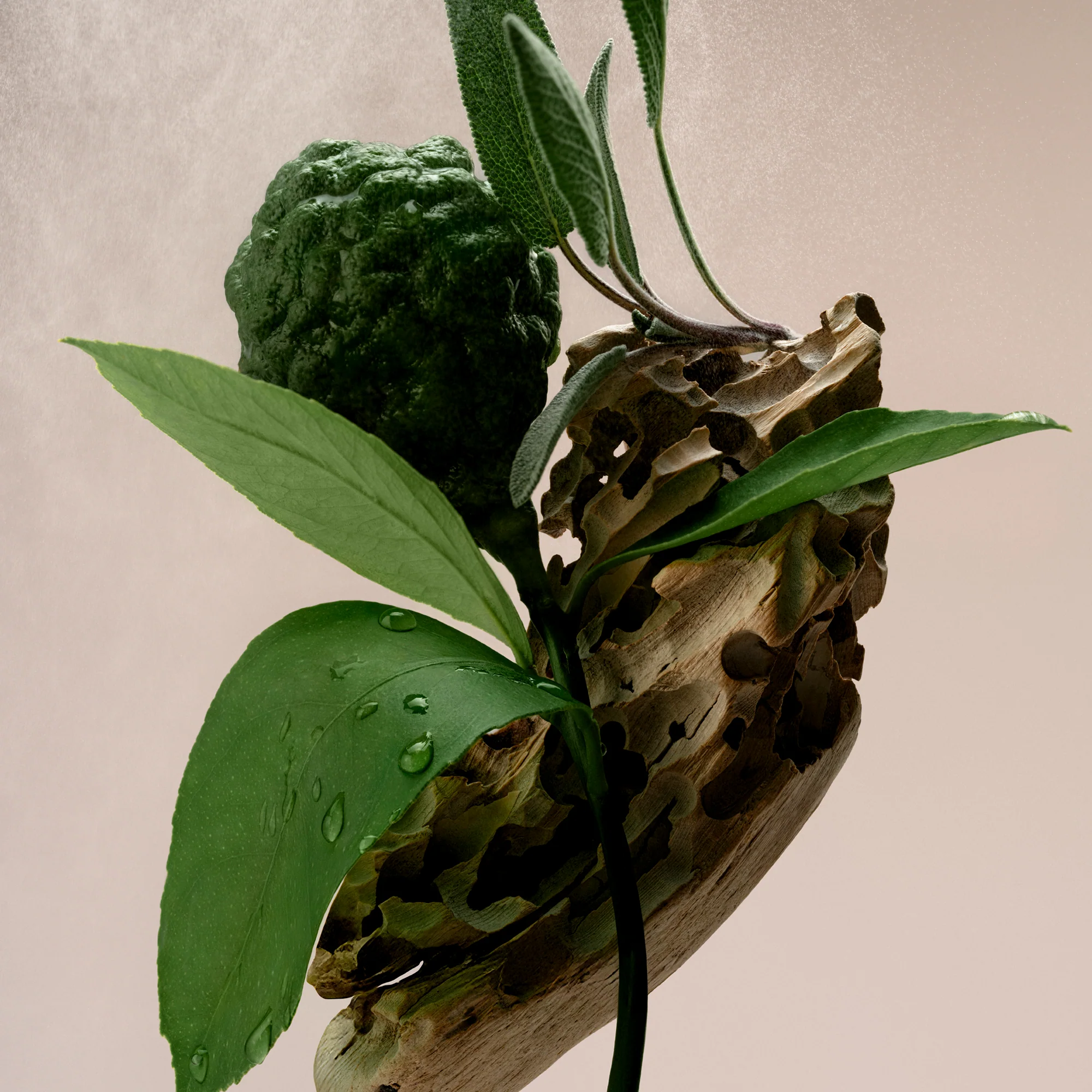 Driftwood - Body Duo - Image 3