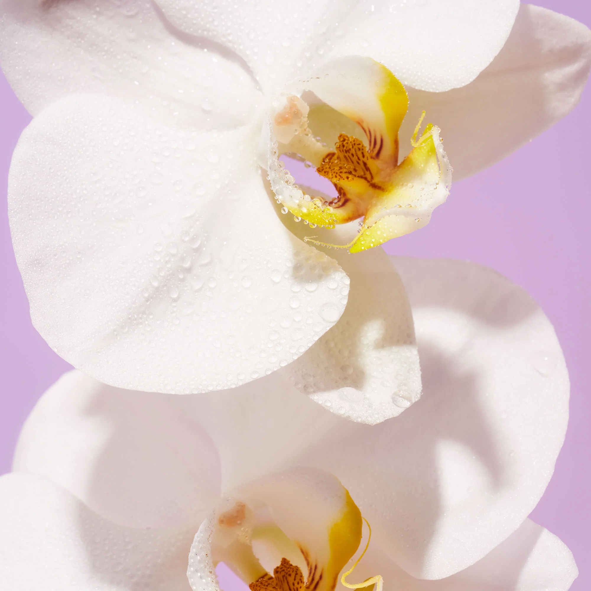 Island Orchid - Body Wash - Image 6