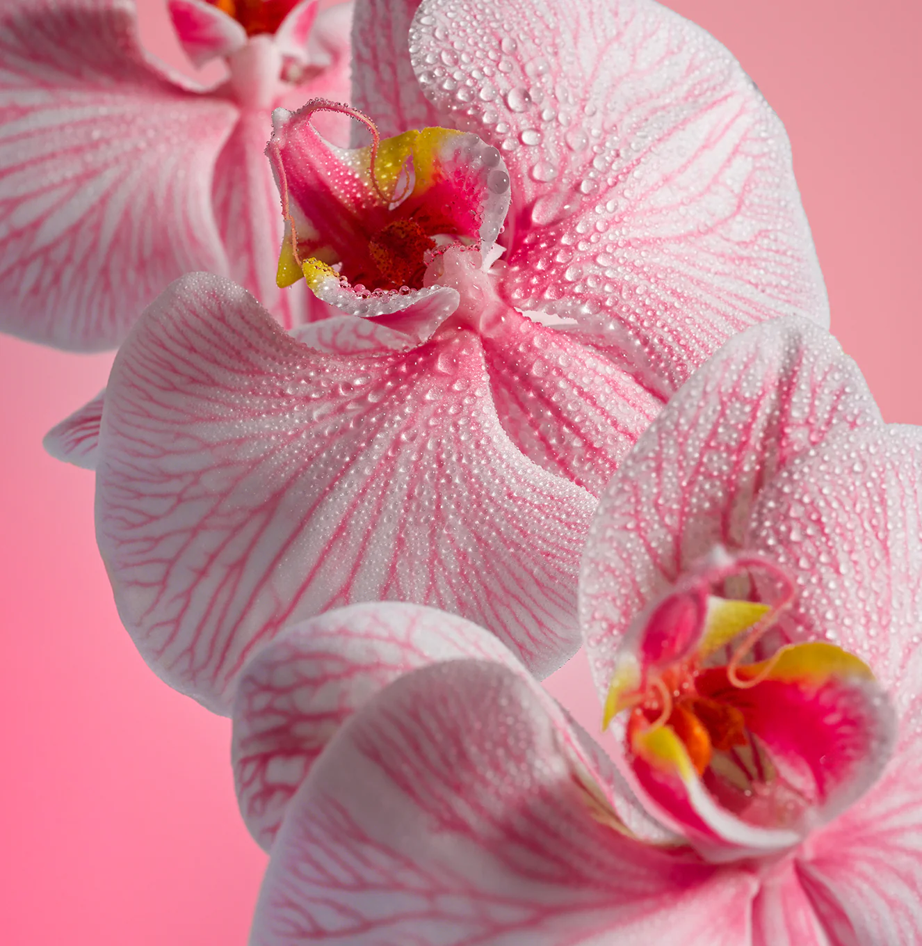 Pink Beach - Shimmering Body Oil - Image 4