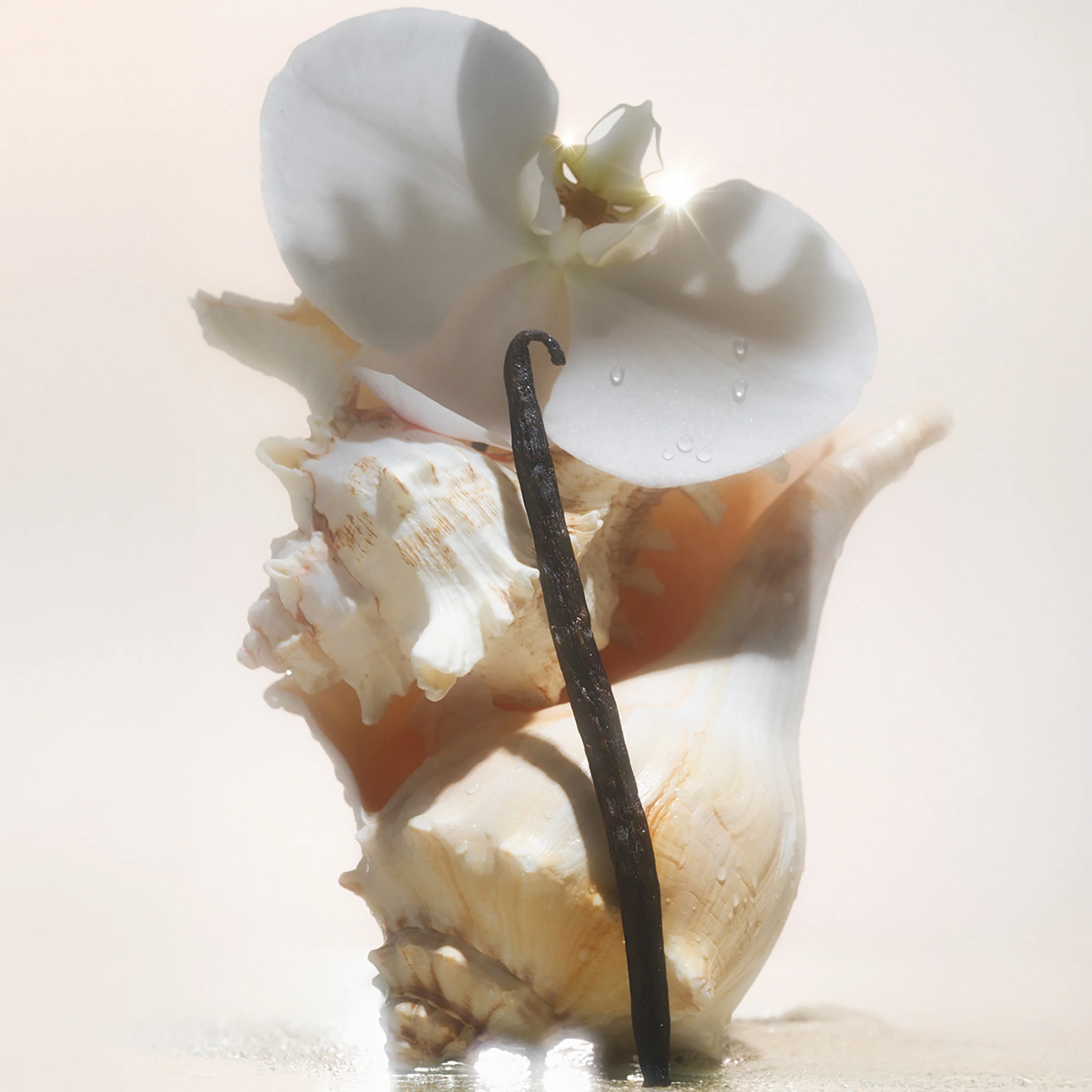Salt Water Vanilla - Body Butter - Image 9