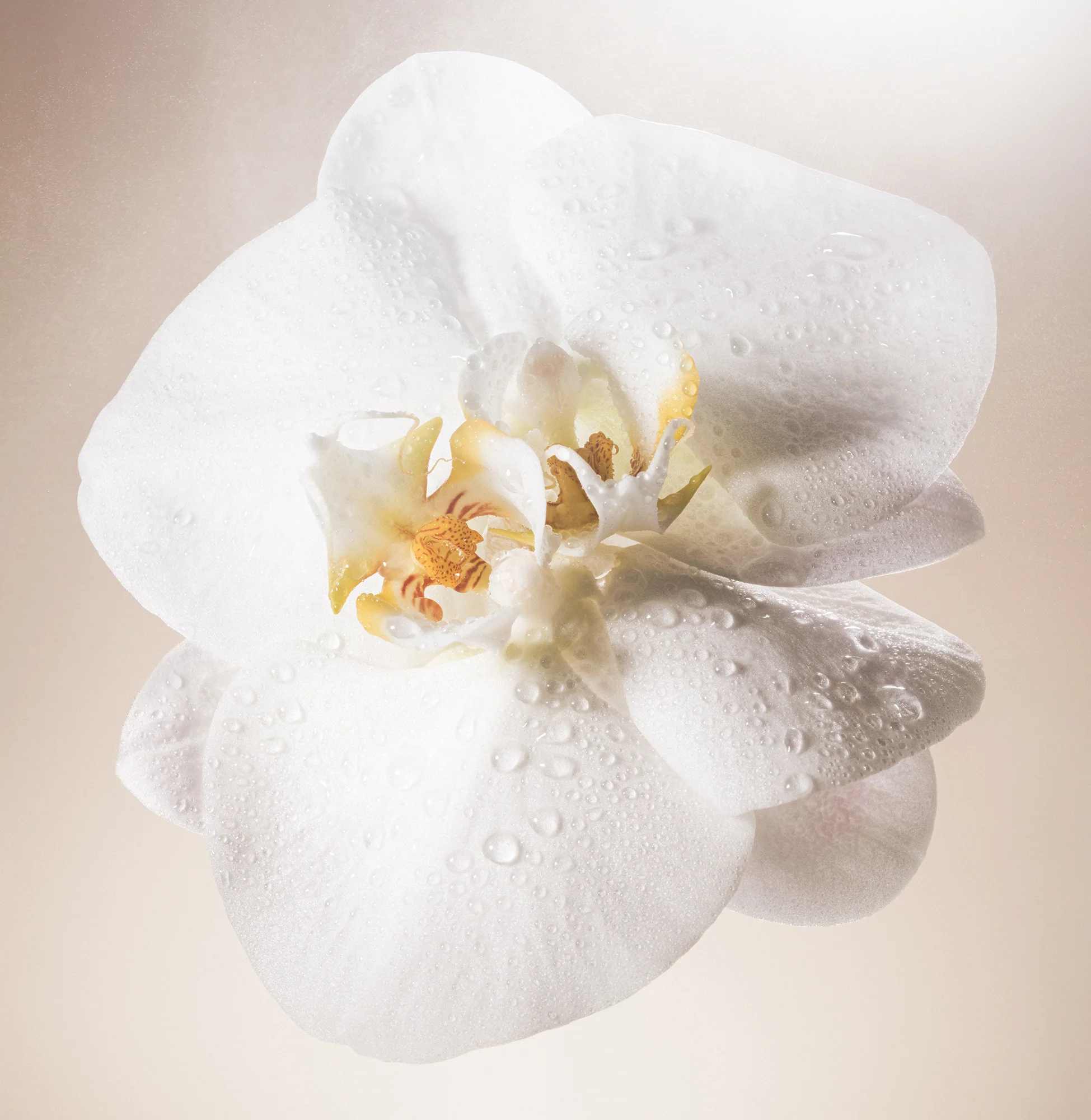 Salt Water Vanilla - Body Scrub - Image 8