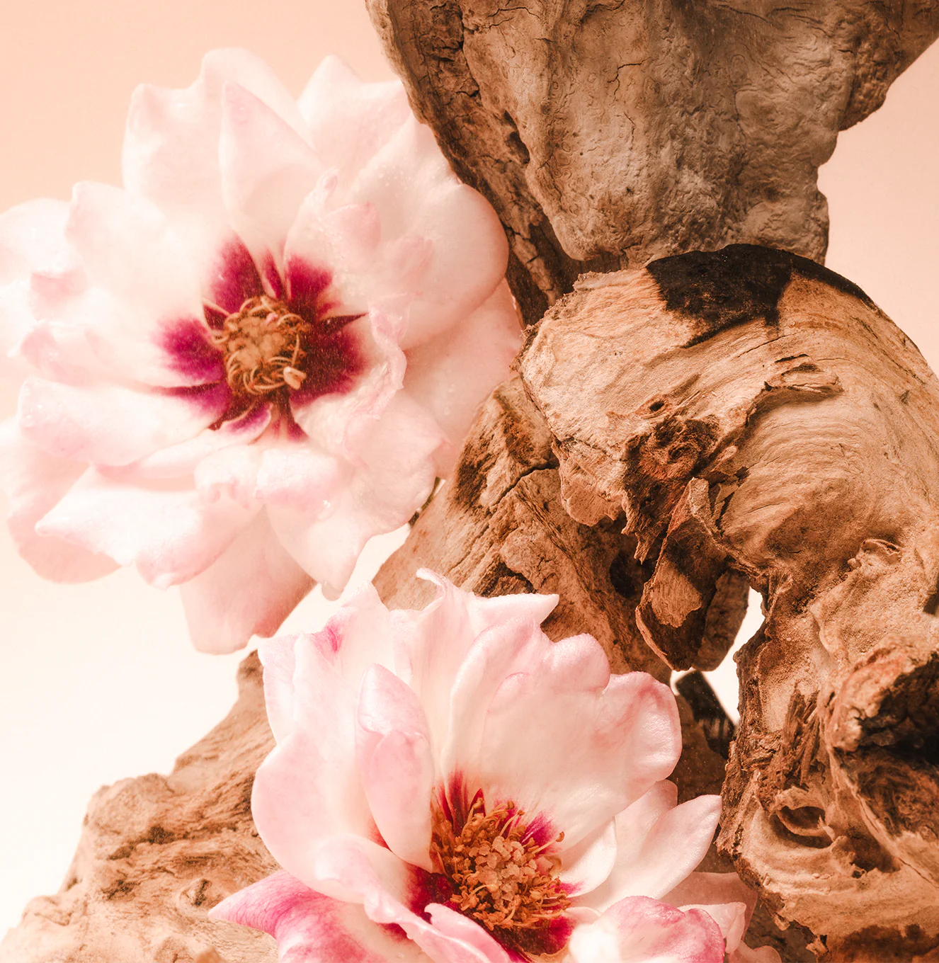 Santal Bloom - Body Mist - Image 5