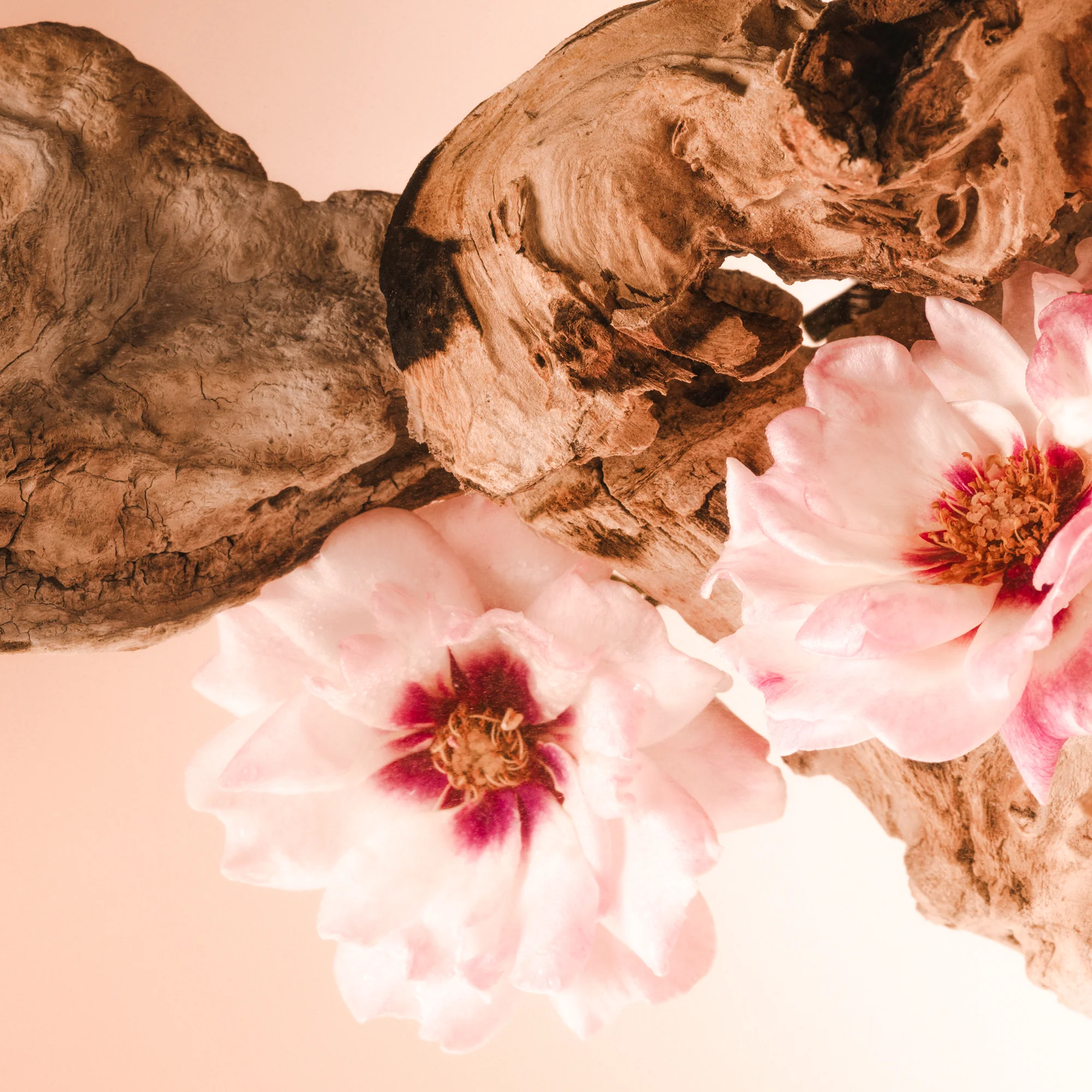 Santal Bloom - Body Rituals Set - Image 3