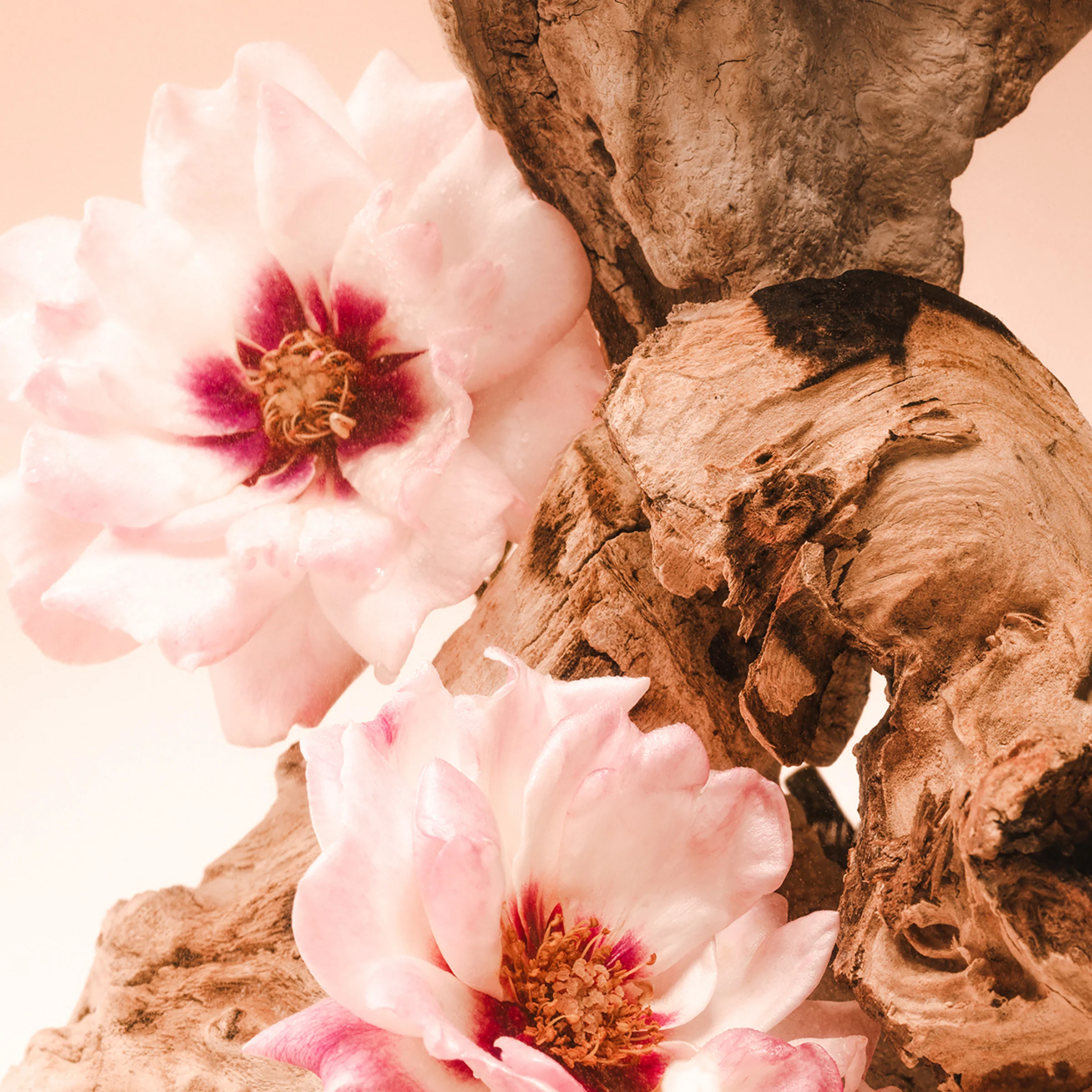 Santal Bloom - Body Wash - Image 9