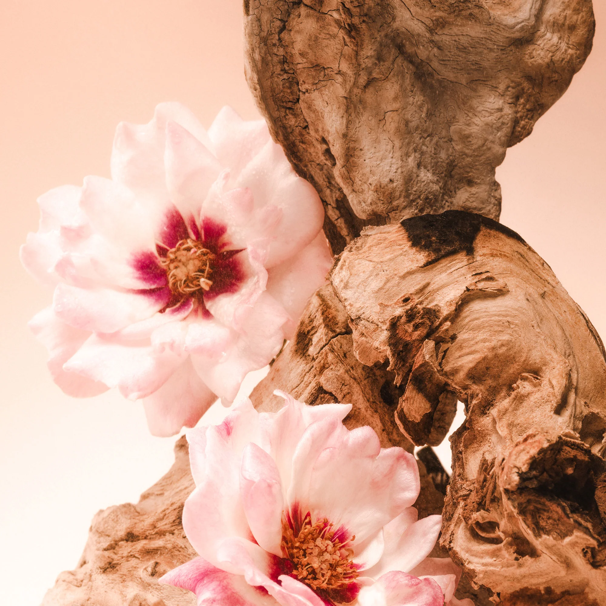 Santal Bloom - Hair Gloss - Image 5
